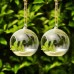 Clear Glass Flower Plant Stand/Hanging Vase Ball Terrarium Container Home Decors   292187624160